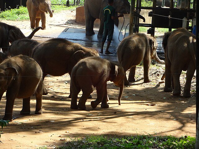 Udawalawe Elephant camp Sri Lanka